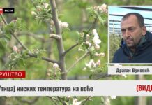 Uticaj niskih temperatura na voće (VIDEO)