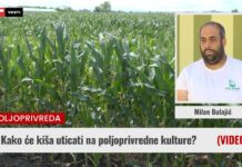 Kako će kiša uticati na poljoprivredne kulture? (VIDEO)