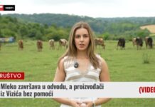 Mleko završava u odvodu, a proizvođači iz Vizića bez pomoći (VIDEO) Mleko iz Vizića